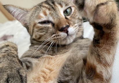 かかってきニャ😼