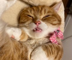 猫写真