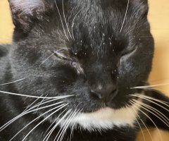 うちのデブねこ ネコ写 かわいい猫写真 猫画像の投稿サイト ネコジルシ