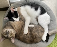 猫写真