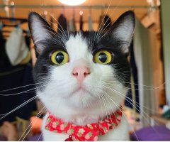 猫写真