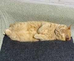 ネコ写真