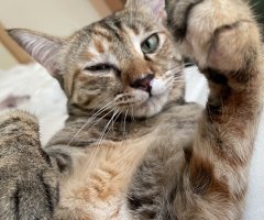 猫写真