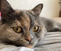 猫写真