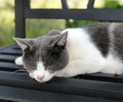 猫写真
