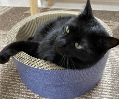 猫写真