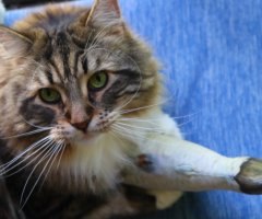 ノルウェージャンフォレストキャット ネコ写 かわいい猫写真 猫画像の投稿サイト ネコジルシ