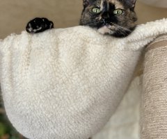 ネコ写真