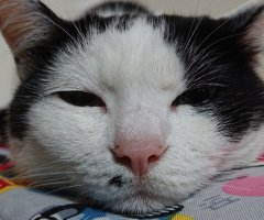 眉間にシワを寄せて怒る ネコ写 かわいい猫写真 猫画像の投稿サイト ネコジルシ