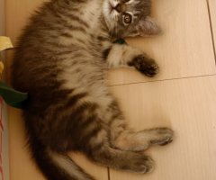 猫写真