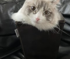 猫写真