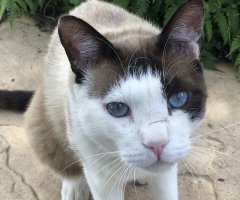 猫写真