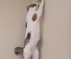 猫写真