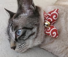 猫写真