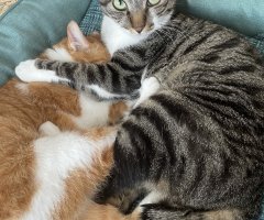 猫写真