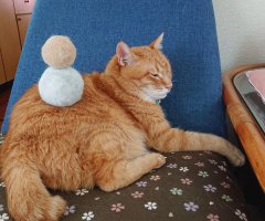 猫写真