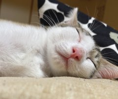 猫写真
