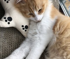 猫写真