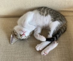 猫写真