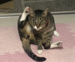 猫写真