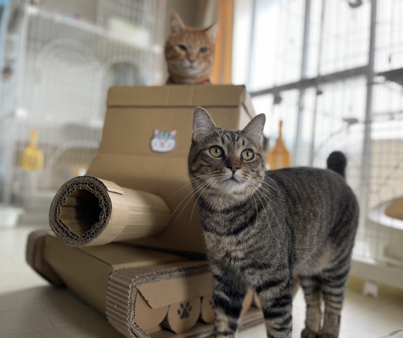猫戦車 かわいい猫写真 猫画像の投稿サイト ネコジルシ