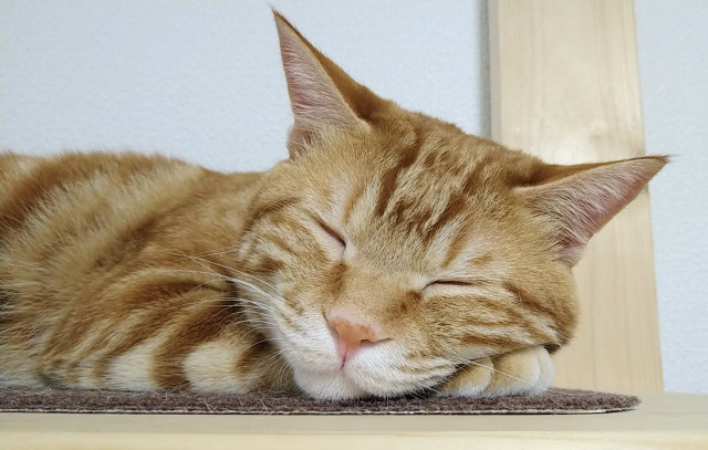 二度寝 かわいい猫写真 猫画像の投稿サイト ネコジルシ