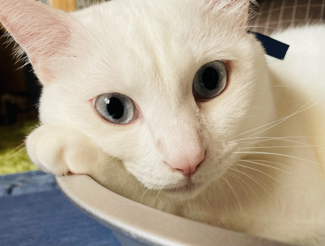 お気に入りの場所 かわいい猫写真 猫画像の投稿サイト ネコジルシ