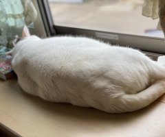 うちのデブねこ ネコ写 かわいい猫写真 猫画像の投稿サイト ネコジルシ