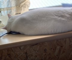 うちのデブねこ ネコ写 かわいい猫写真 猫画像の投稿サイト ネコジルシ