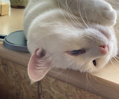 うちのデブねこ ネコ写 かわいい猫写真 猫画像の投稿サイト ネコジルシ