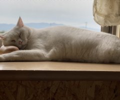 うちのデブねこ ネコ写 かわいい猫写真 猫画像の投稿サイト ネコジルシ