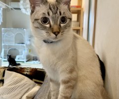 ネコ写真