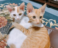 ネコ写真