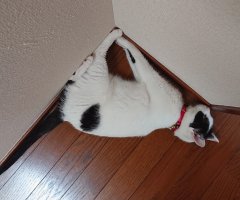 ネコ写真