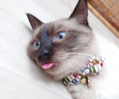 ネコ写真