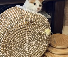 ネコ写真