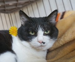 ネコ写真