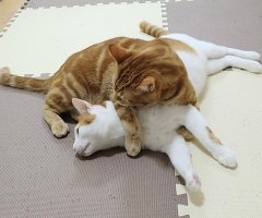 ネコ写真