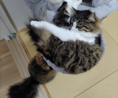 ネコ写真