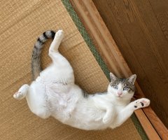 ネコ写真