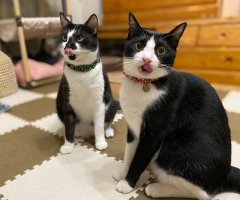 ネコ写真
