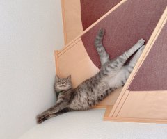 ネコ写真