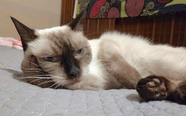 悩んでるわけでも機嫌が悪いわけでもなく - かわいい猫写真u0026猫画像の 