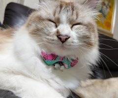 ネコ写真