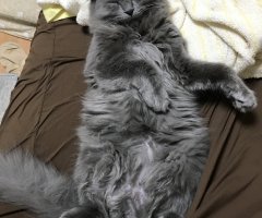 ネコ写真