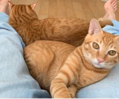 ネコ写真