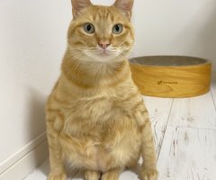 ネコ写真