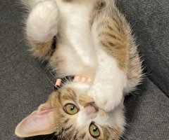 ネコ写真