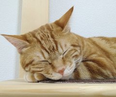 ネコ写真