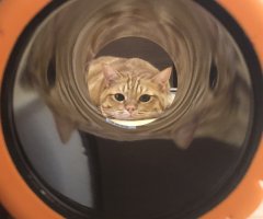 ネコ写真